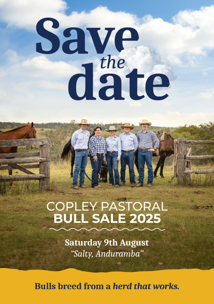 Copley Pastoral Bull Sale