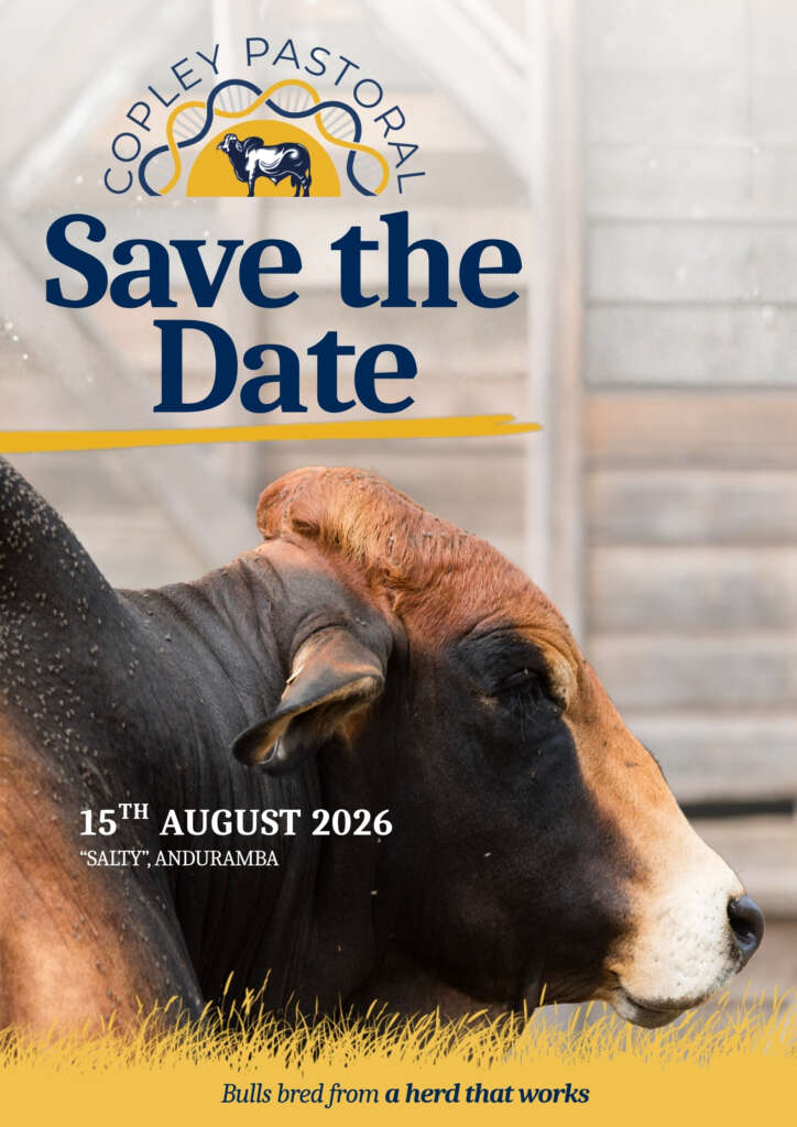 Bull Sale 2026 Copley Pastoral