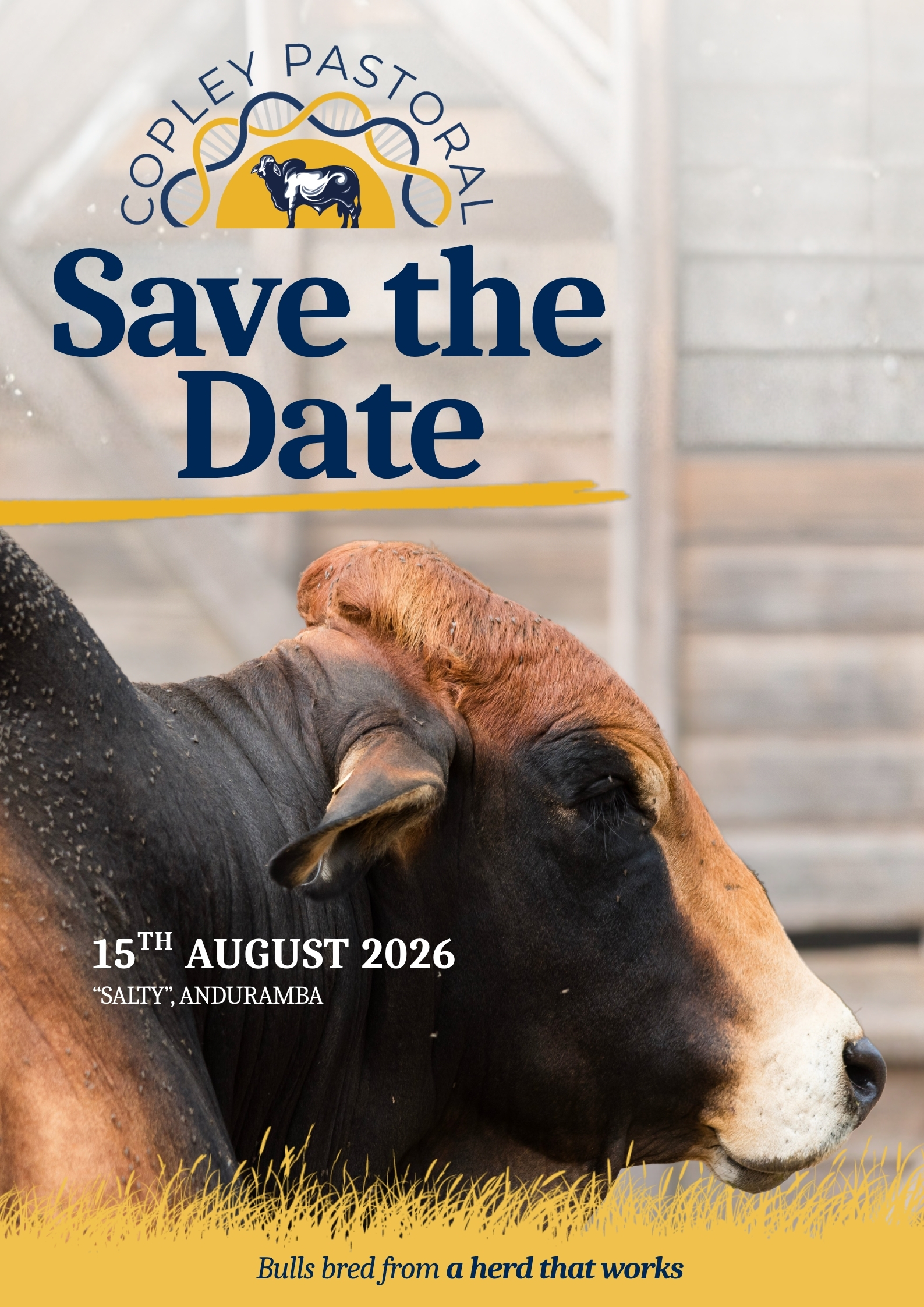 Bull Sale 2026 Copley Pastoral