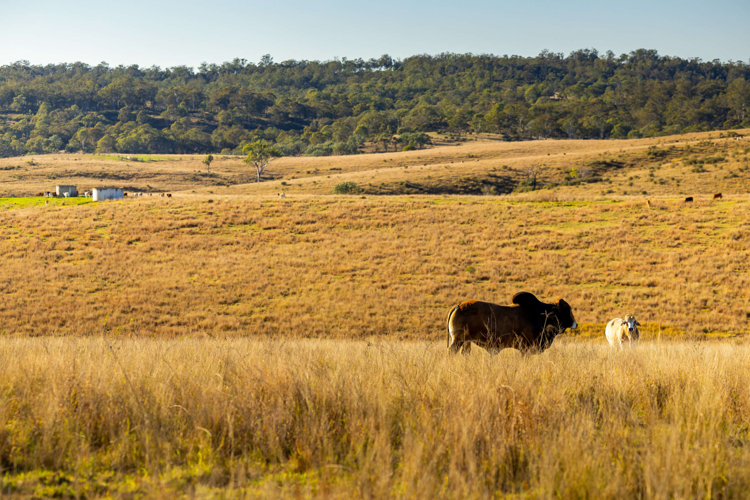 Copley Pastoral Bull Sale Brahmans Queensland