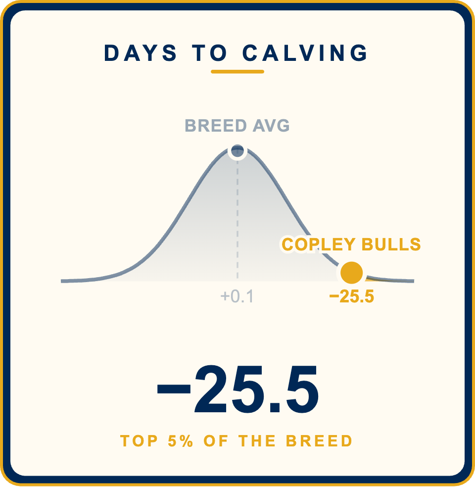 Copley Bulls Days to Calving 2026