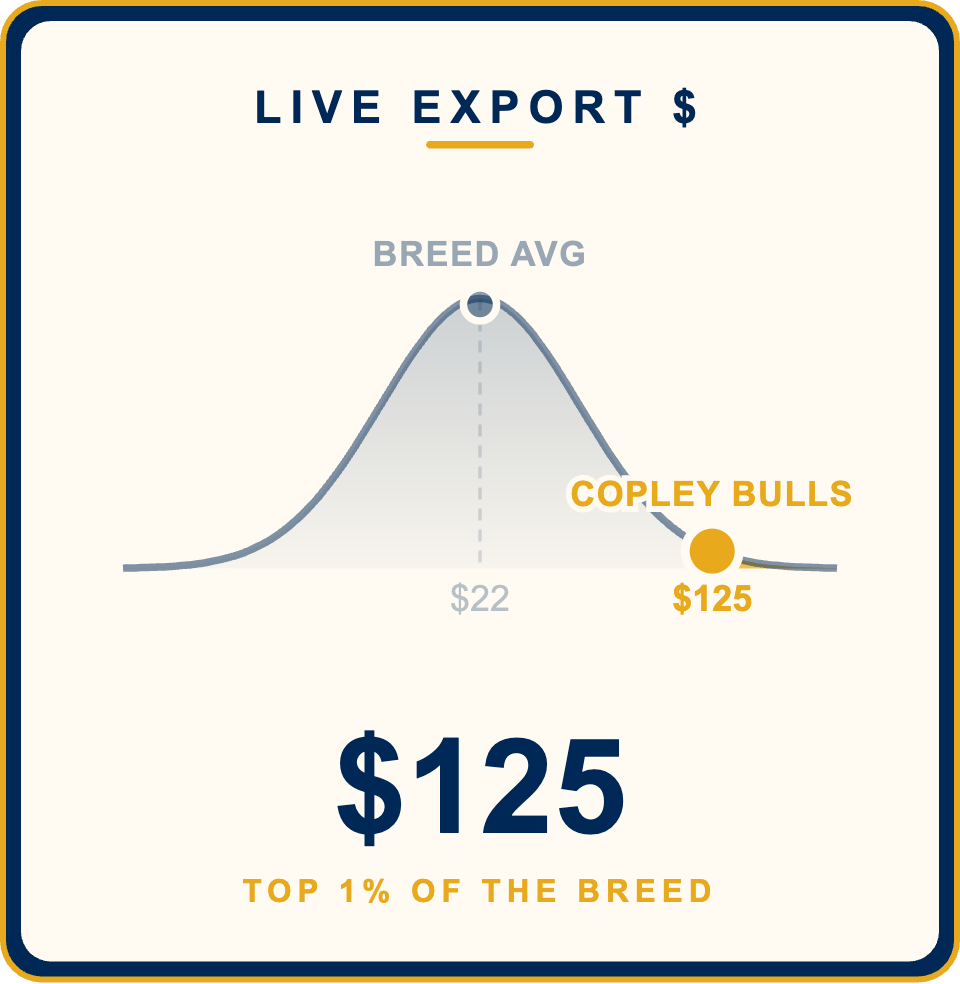 Live Export Copley Pastoral Bull Sale 2026