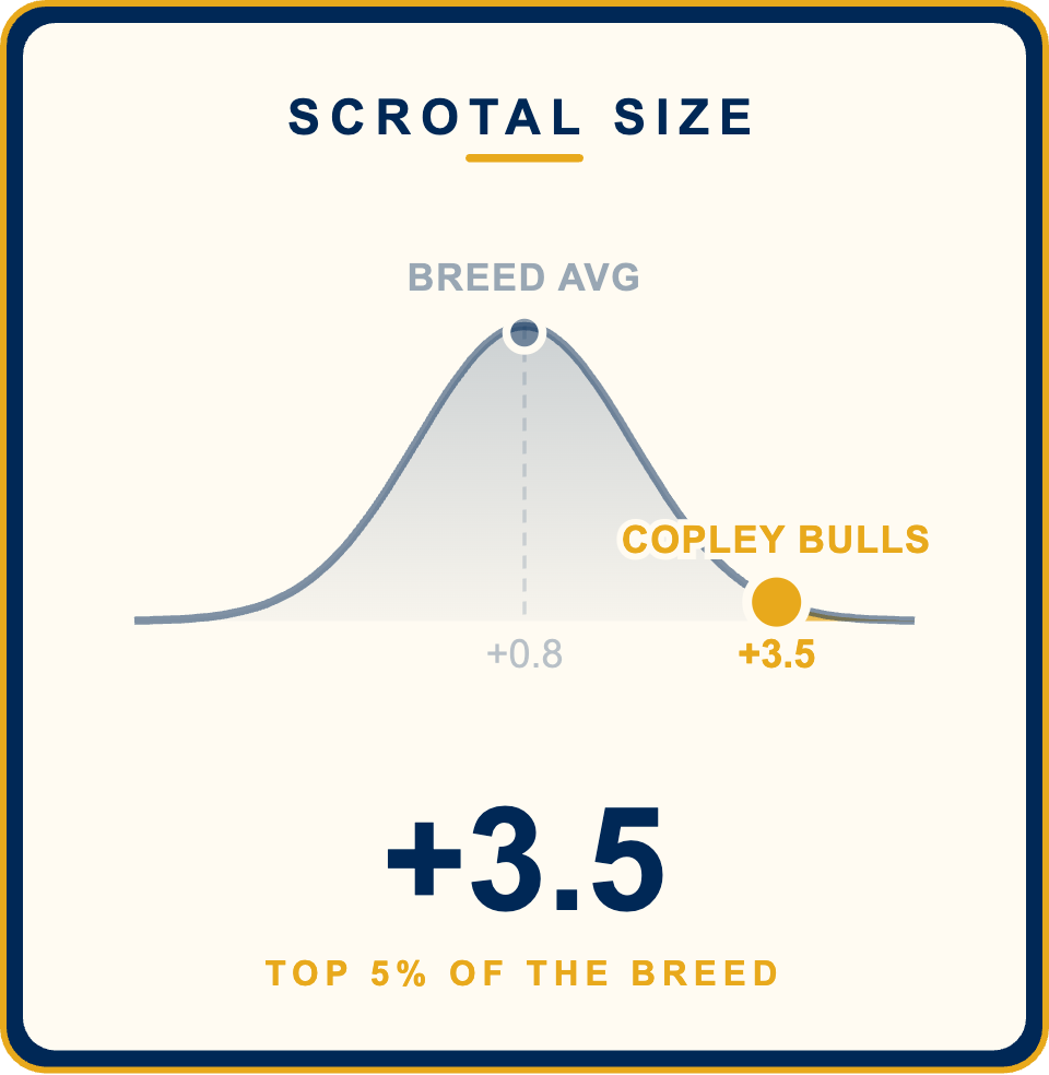 Copley Bulls Scrotal Size 2026