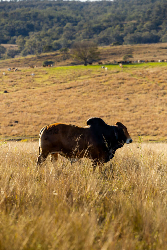 Copley Bulls