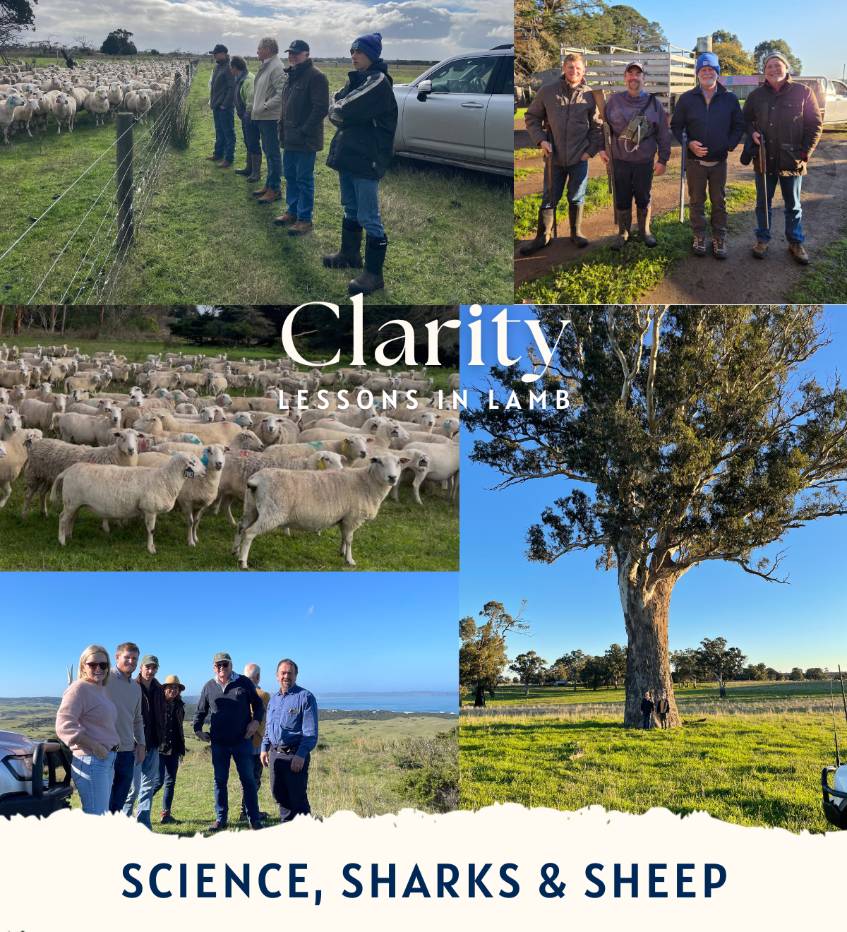 Copley Pastoral OverHerd Newsletter